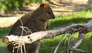 Ballarat Wildlife Park - Ballarat