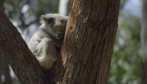 Port Stephens Koala Sanctuary - Port Stephens - New South Wales