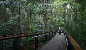 Mary Cairnscross Scenic Reserve